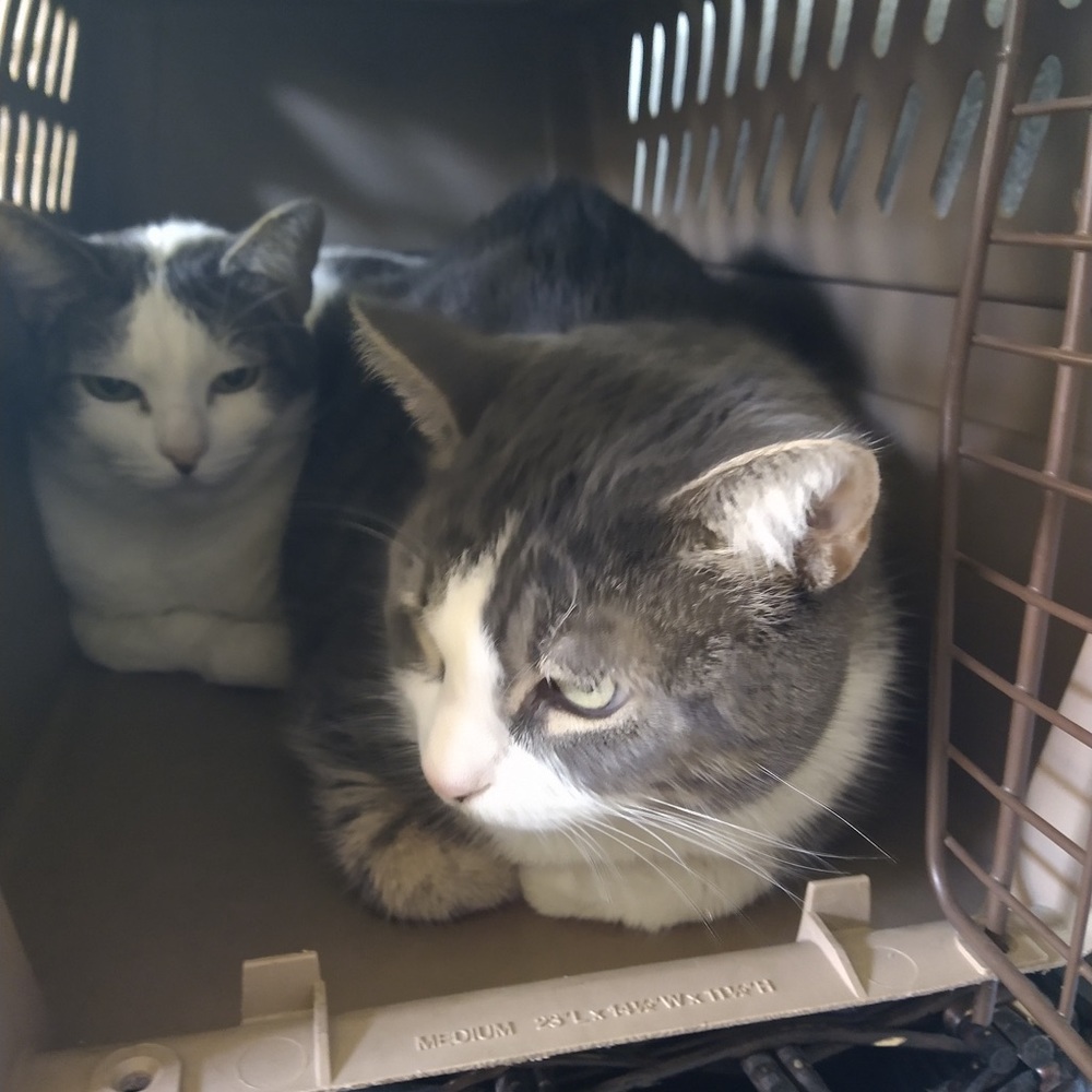 Meet your Posher, Kaylen